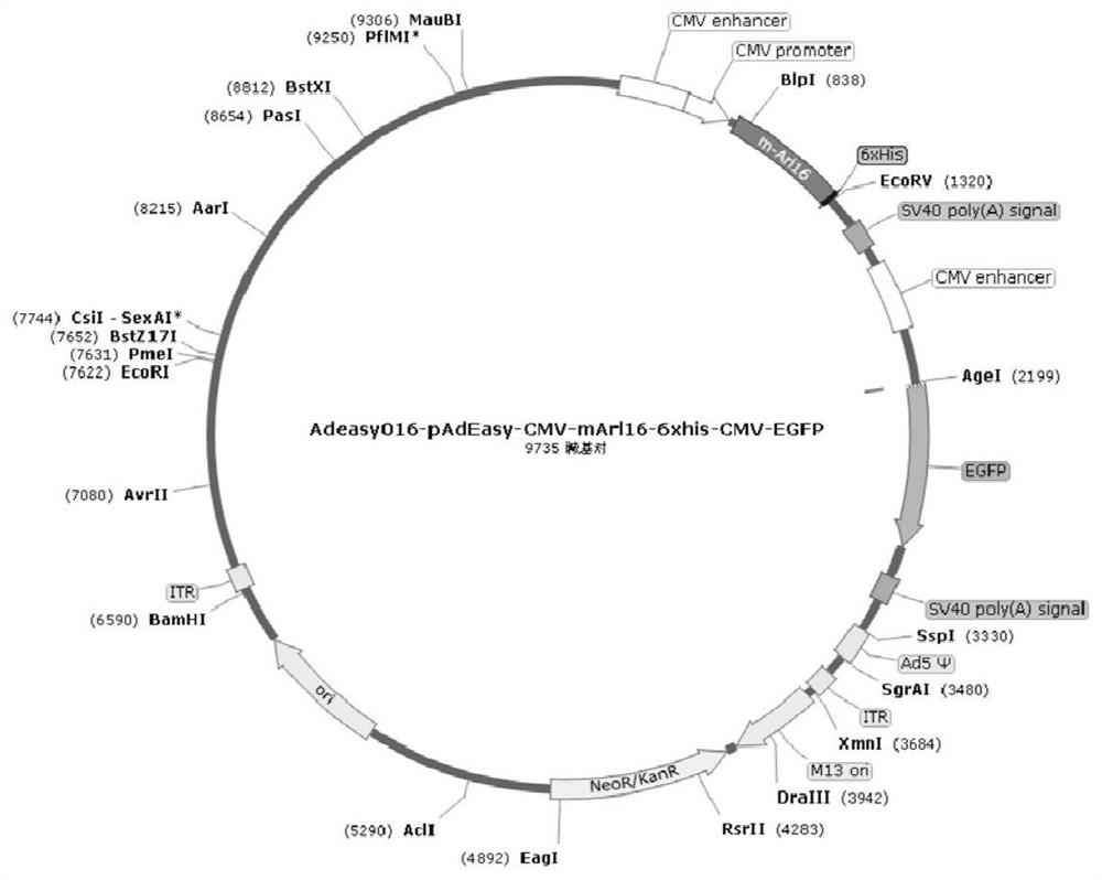 Application of ARL16 protein agonist in sperm flagellum multiple morphological abnormality under hypoxia