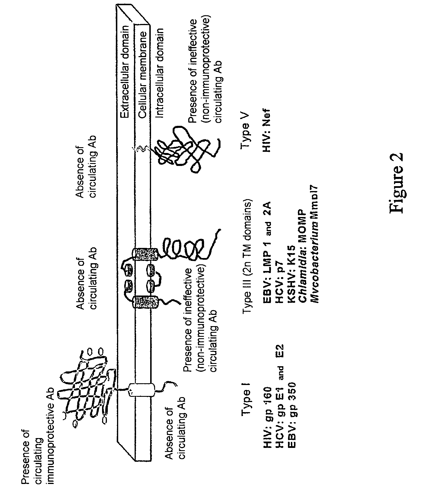 Antigen imitating extracellular areas of membrane proteins of type III produced from intracellular pathogenic micro-organisms, derived conformational antibodies and the use thereof