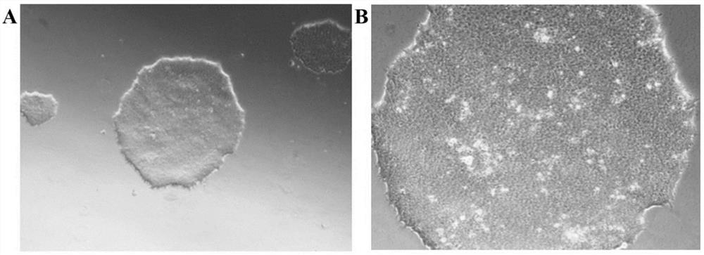 Rapid induced differentiation method of mesenchymal stem cells, kit and application of rapid induced differentiation method