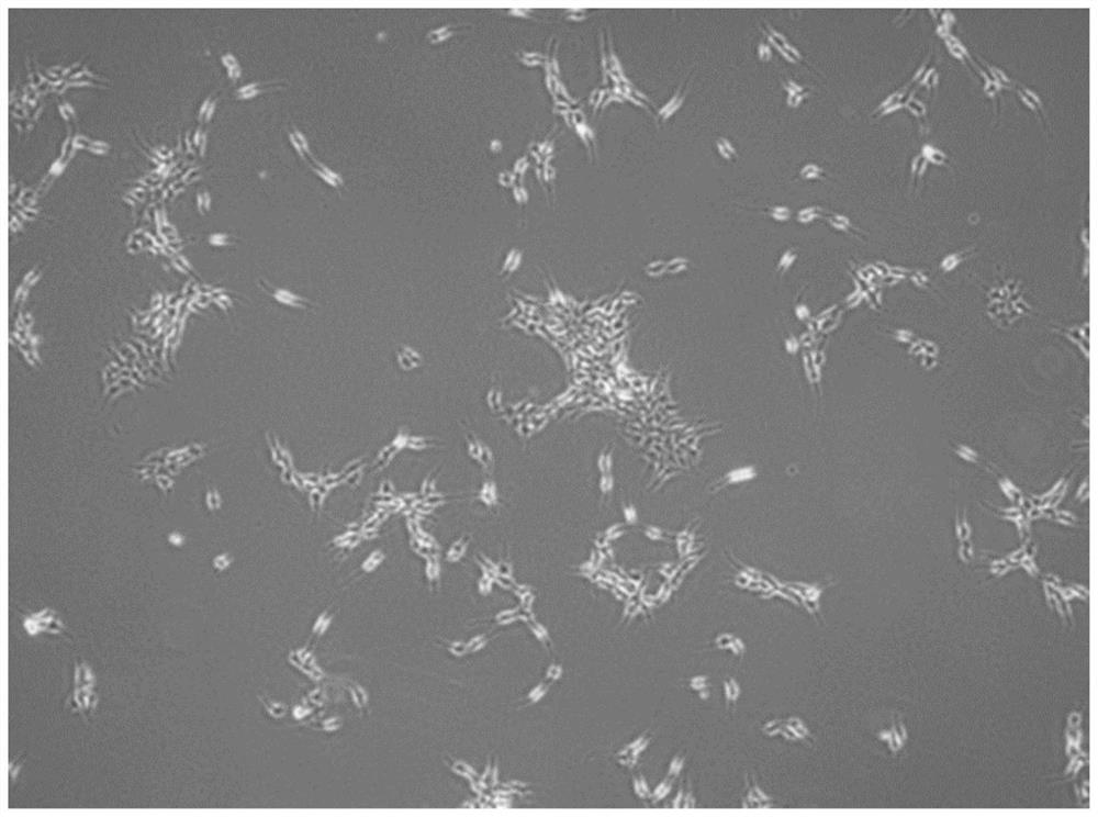 Rapid induced differentiation method of mesenchymal stem cells, kit and application of rapid induced differentiation method