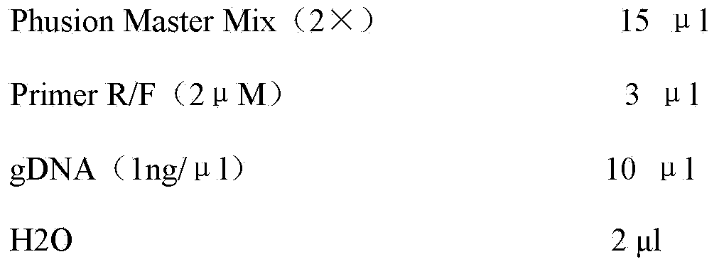 Primer applied to amplicon sequencing library construction and method for constructing amplicon sequencing library