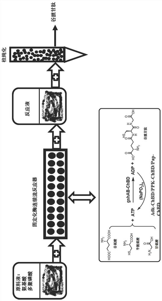 Immobilized Fusion Enzyme and Method for Using It to Prepare Glutathione