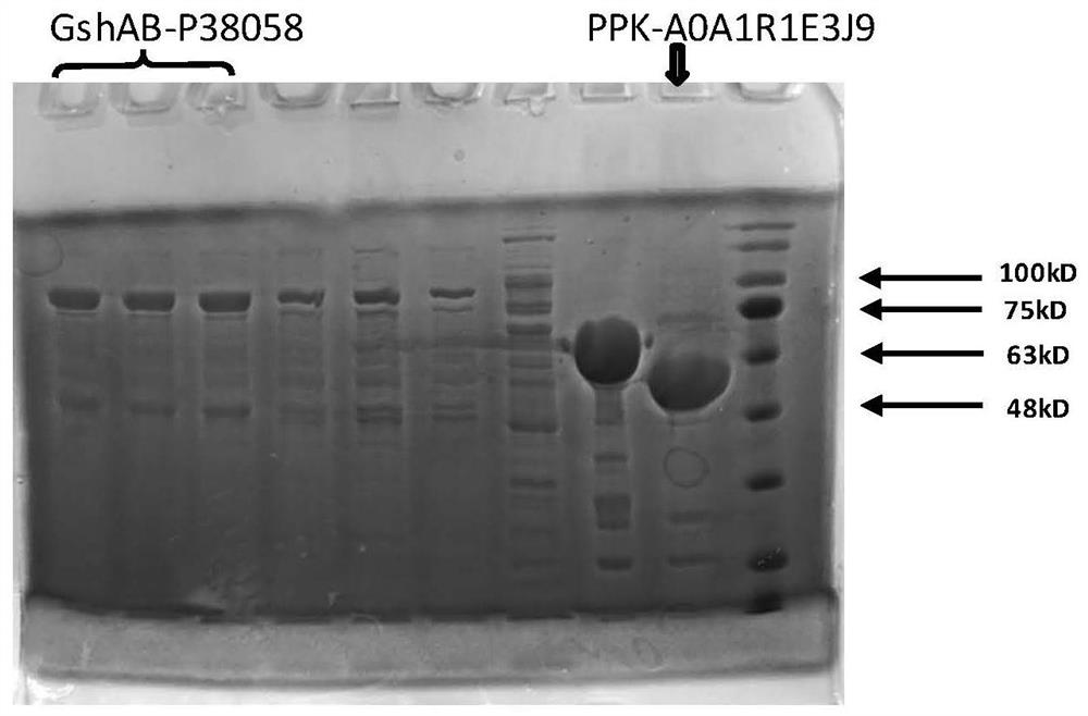 Immobilized Fusion Enzyme and Method for Using It to Prepare Glutathione