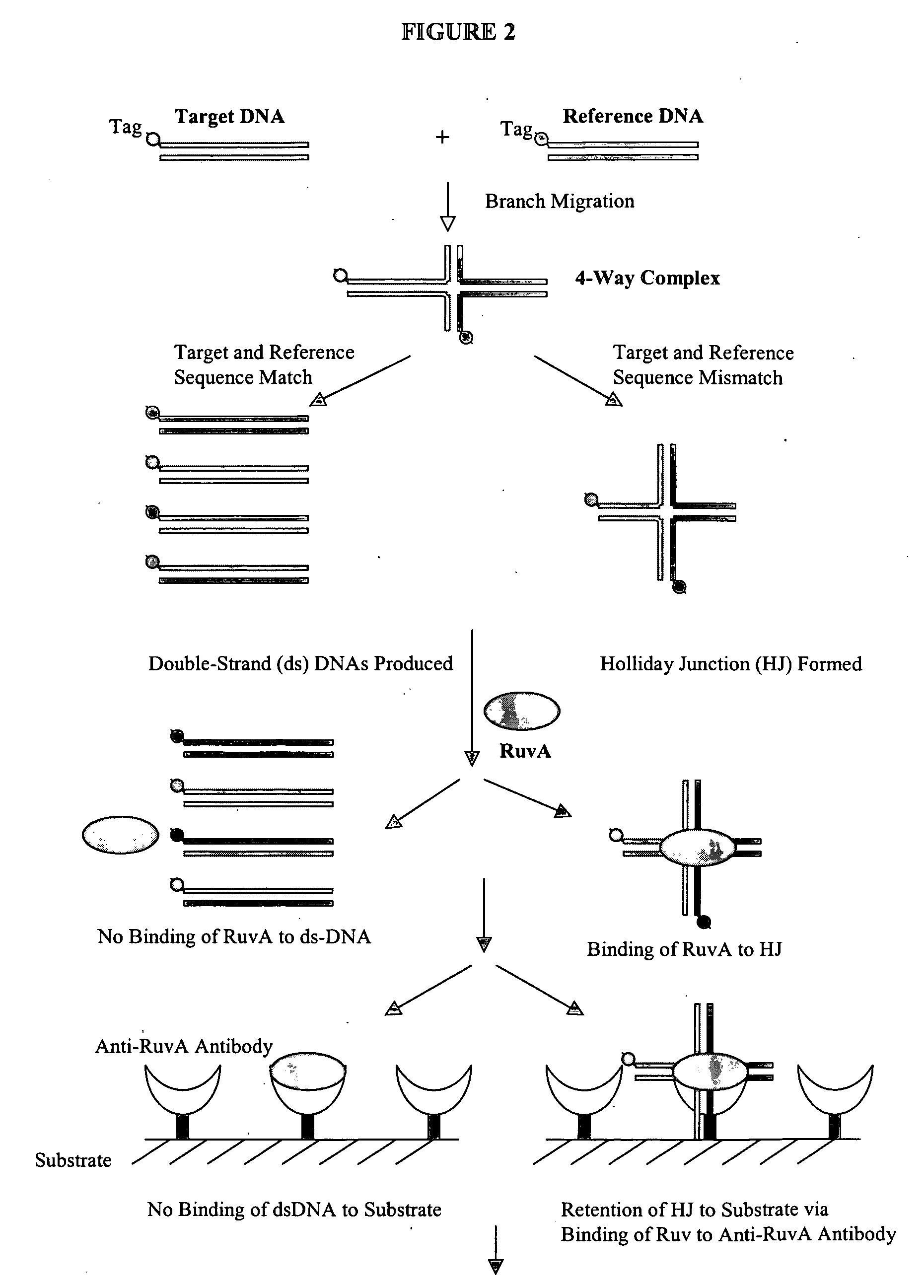 Method and kit for detecting mutation or nucleotide variation of organism