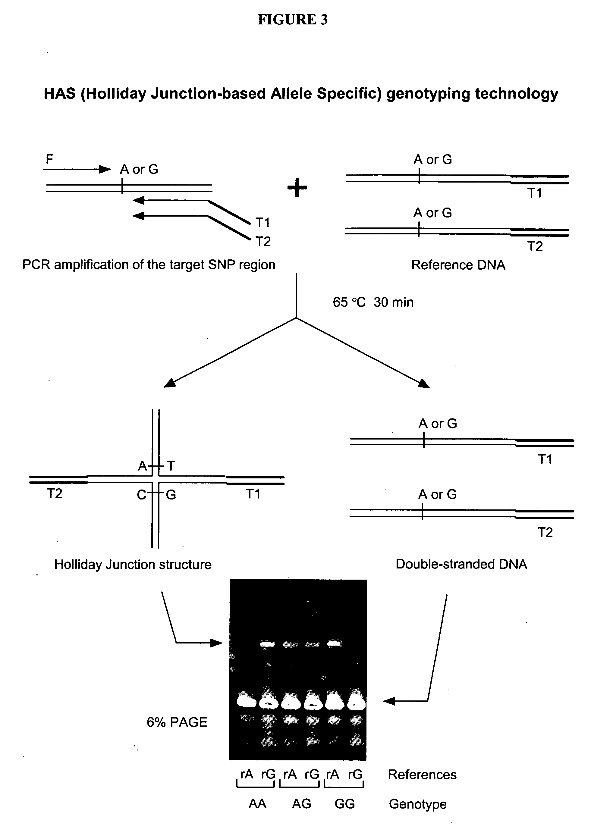 Method and kit for detecting mutation or nucleotide variation of organism