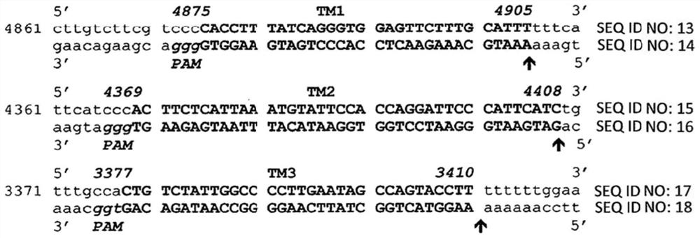 RNA-directed eradication of human jc virus and other polyomaviruses