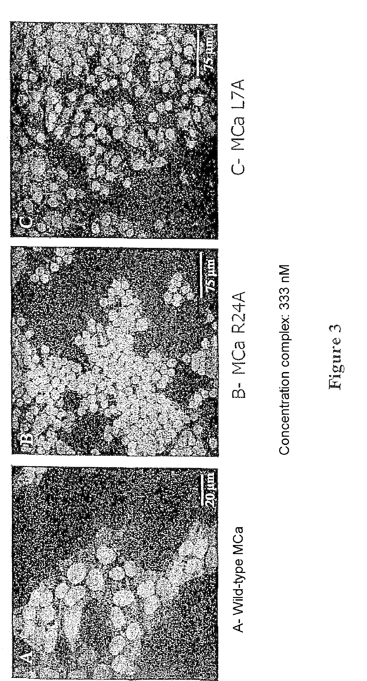 Peptides derived from maurocalcine used as vectors for intracellular addressing of molecules of interest