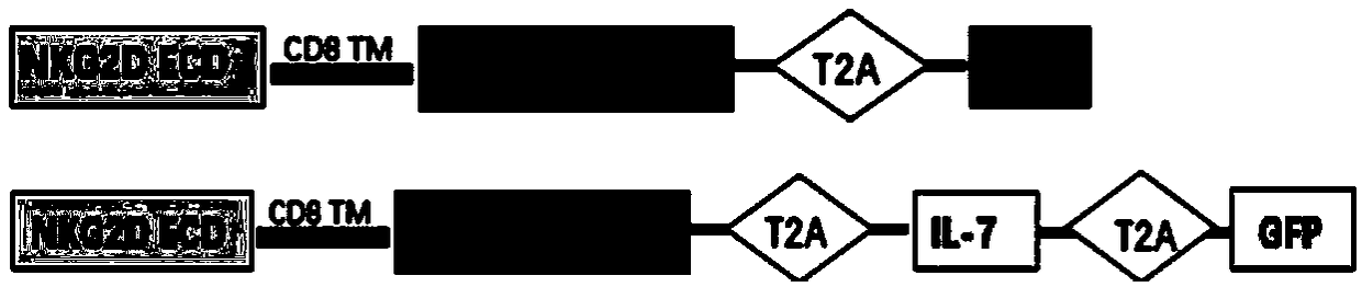 NKG2D-CAR-T (Chimeric Antigen Receptor-T) cell of co-expression cell factor IL-7 and application thereof