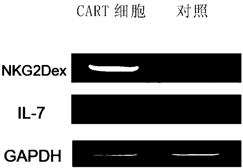 NKG2D-CAR-T (Chimeric Antigen Receptor-T) cell of co-expression cell factor IL-7 and application thereof