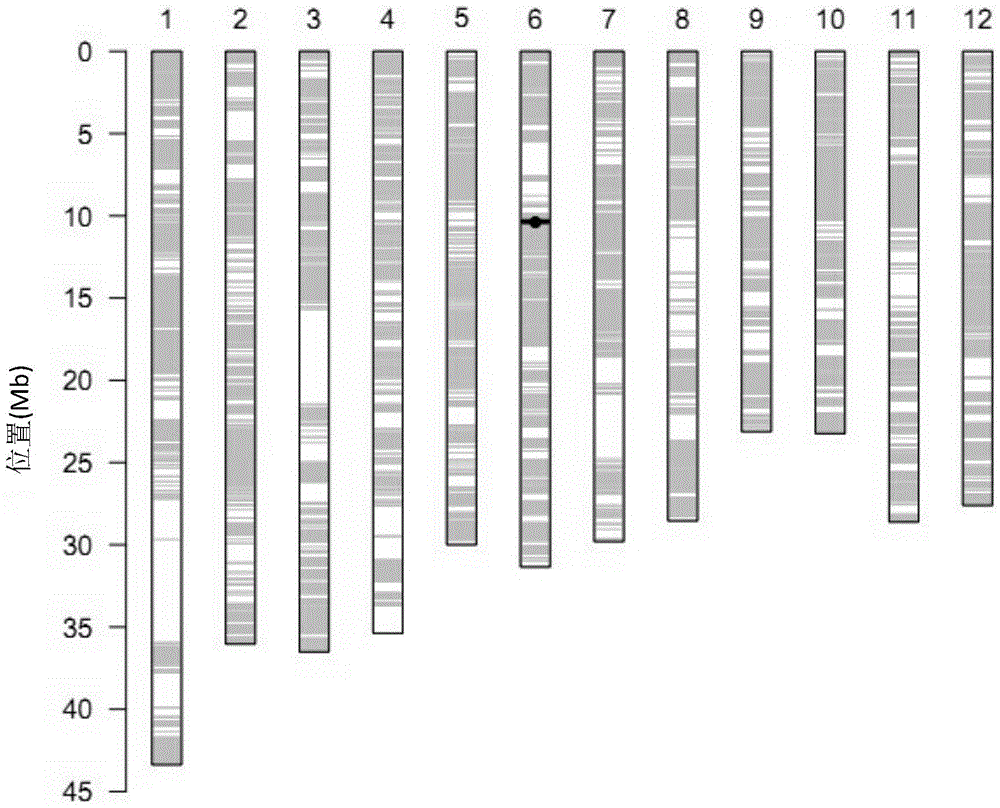 Recombinant nucleic fragment RecCR010380 and detection method thereof