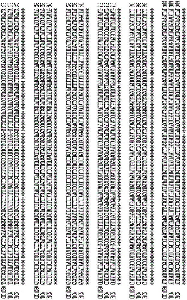 Recombinant nucleic fragment RecCR010380 and detection method thereof