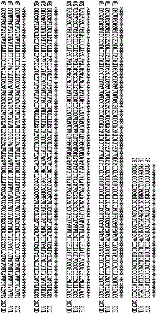 Recombinant nucleic fragment RecCR010380 and detection method thereof