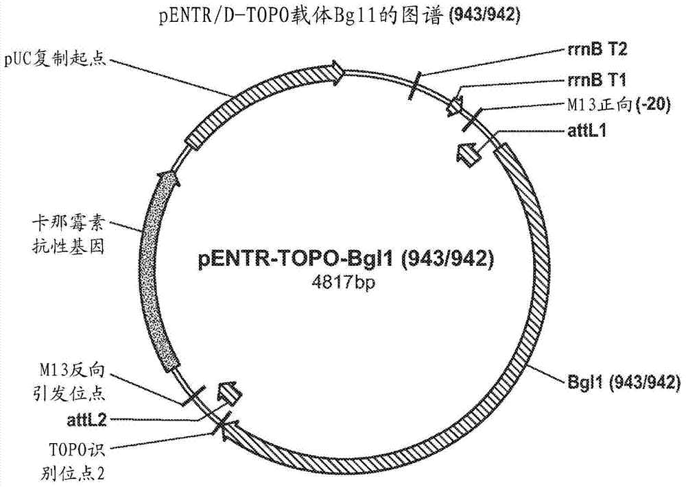 Beta-glucosidase from neurospora crassa