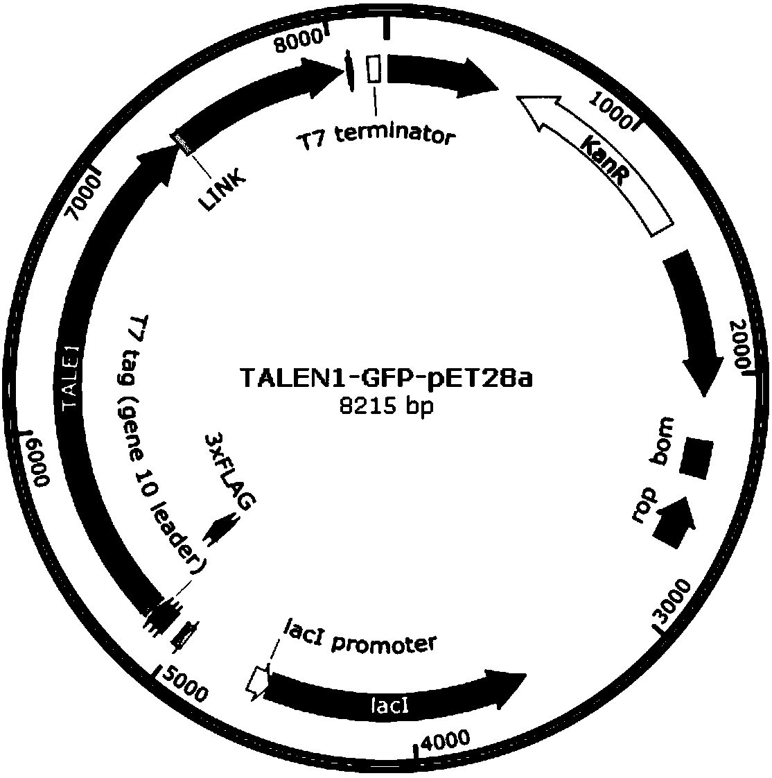 Intracellular scaffold, plasmids constructed by intracellular scaffold and application of plasmids