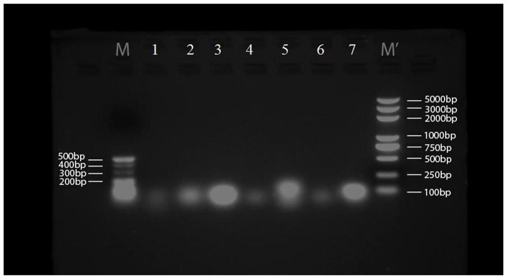 Medicine containing gemcitabine, its preparation method, pharmaceutical composition and application