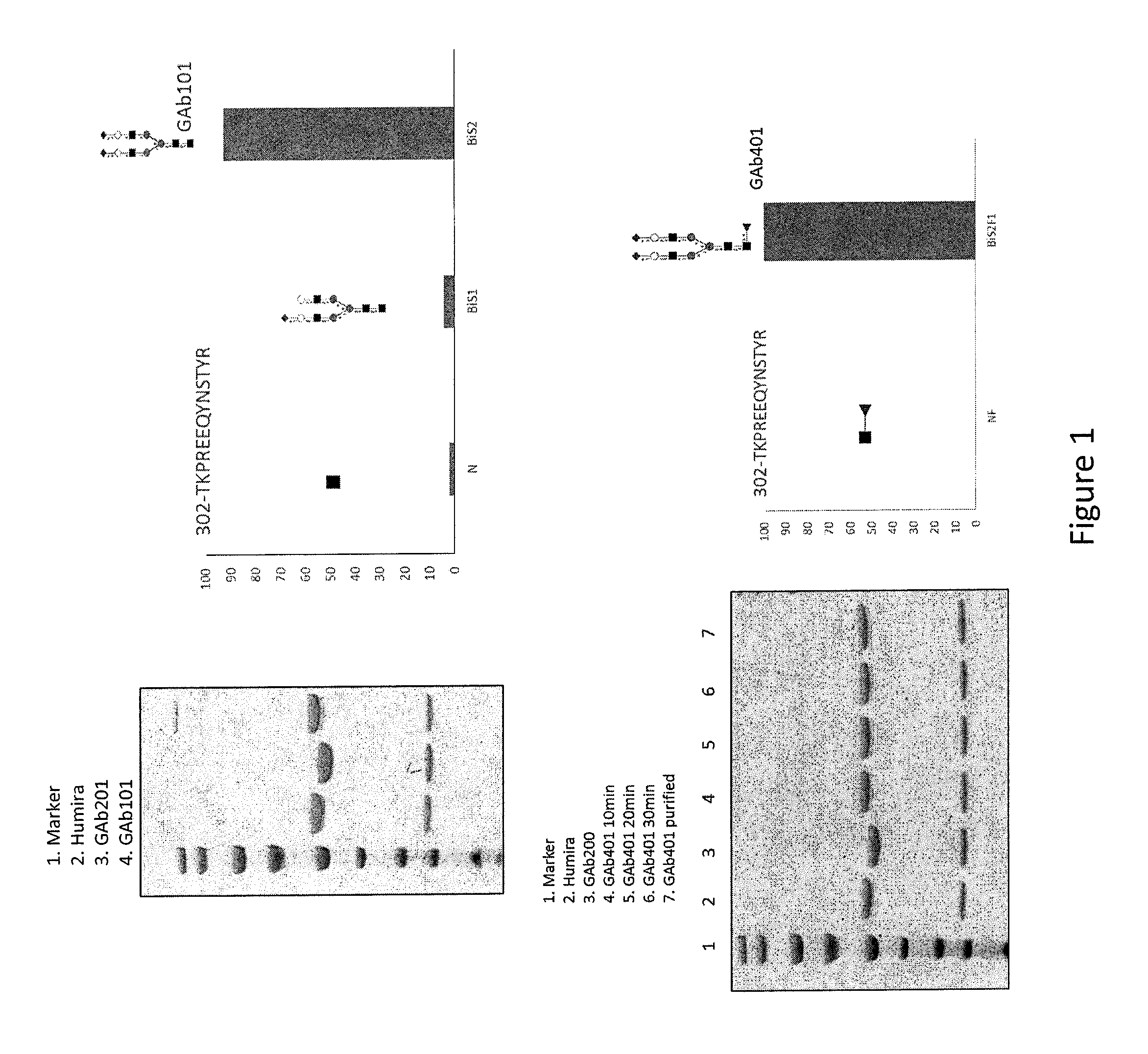 Anti-tnf-alpha glycoantibodies and uses thereof