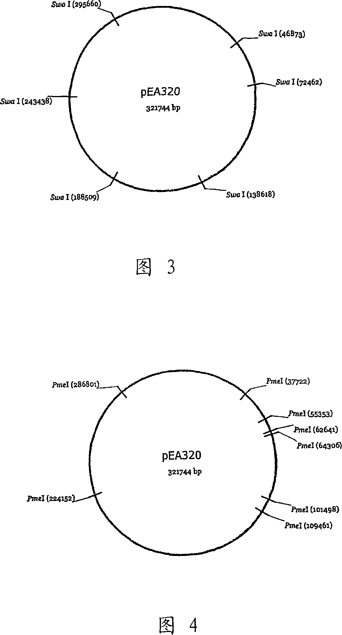 Novel plasmid autonomously replicable in enterobacteriaceae family