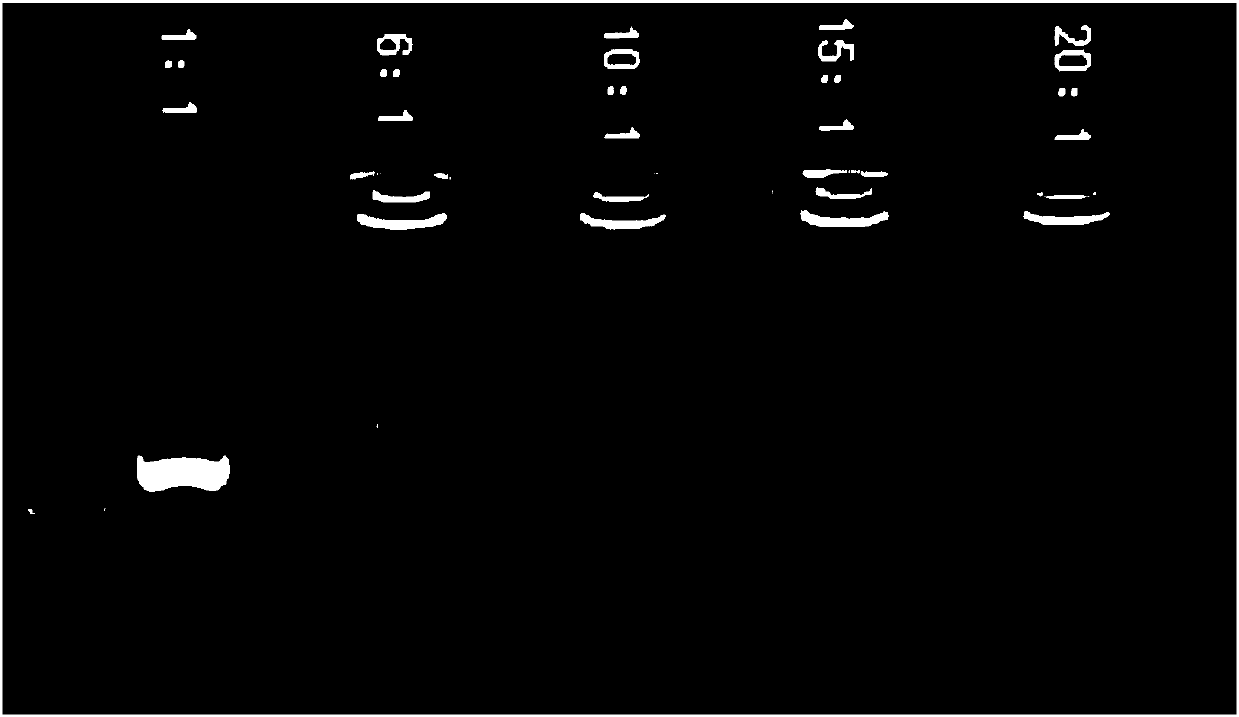 Positive ion lipid nanometer particle/DNA compound and preparation method thereof