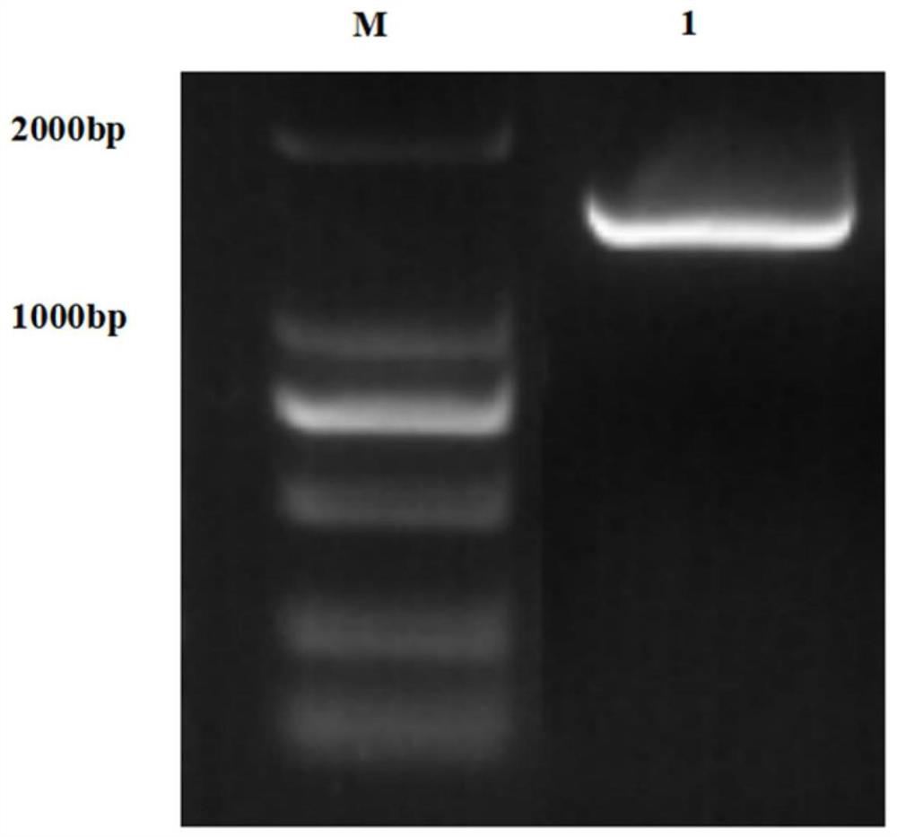 A kind of recombinant Lawsonia intracellularis porcine hsp60 protein monoclonal antibody and its application