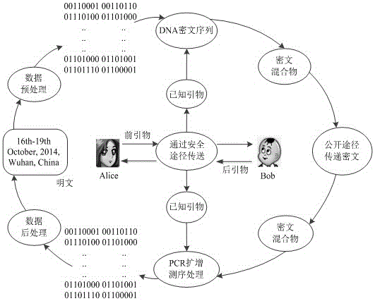 DNA coding based encryption system and encryption method