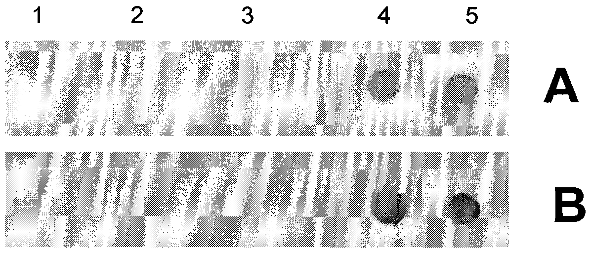 A kind of biopolymer cross-linking agent for film and its preparation method and application