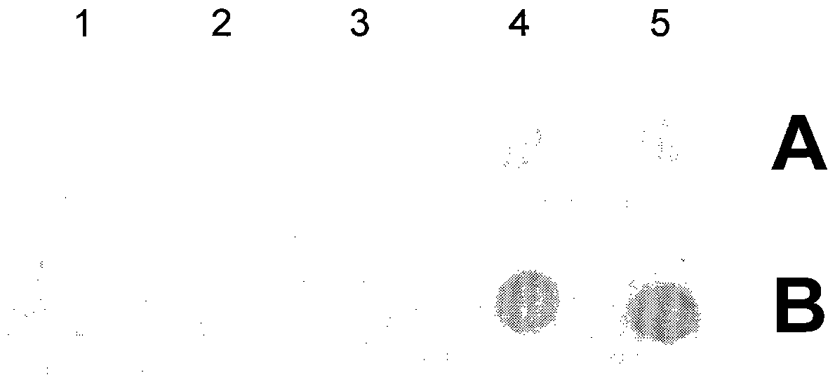 A kind of biopolymer cross-linking agent for film and its preparation method and application