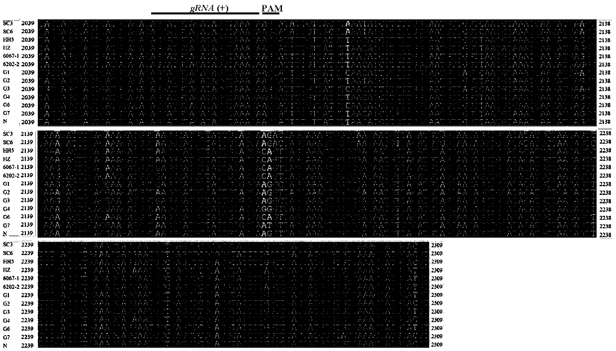 Method for breeding soybean mosaic virus (SMV) resistant soybeans