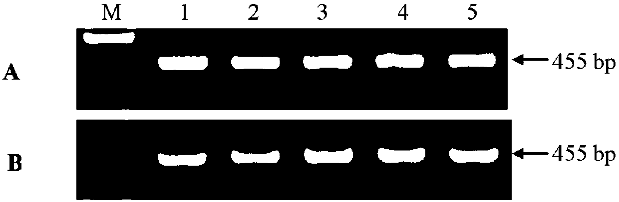 Method for breeding soybean mosaic virus (SMV) resistant soybeans