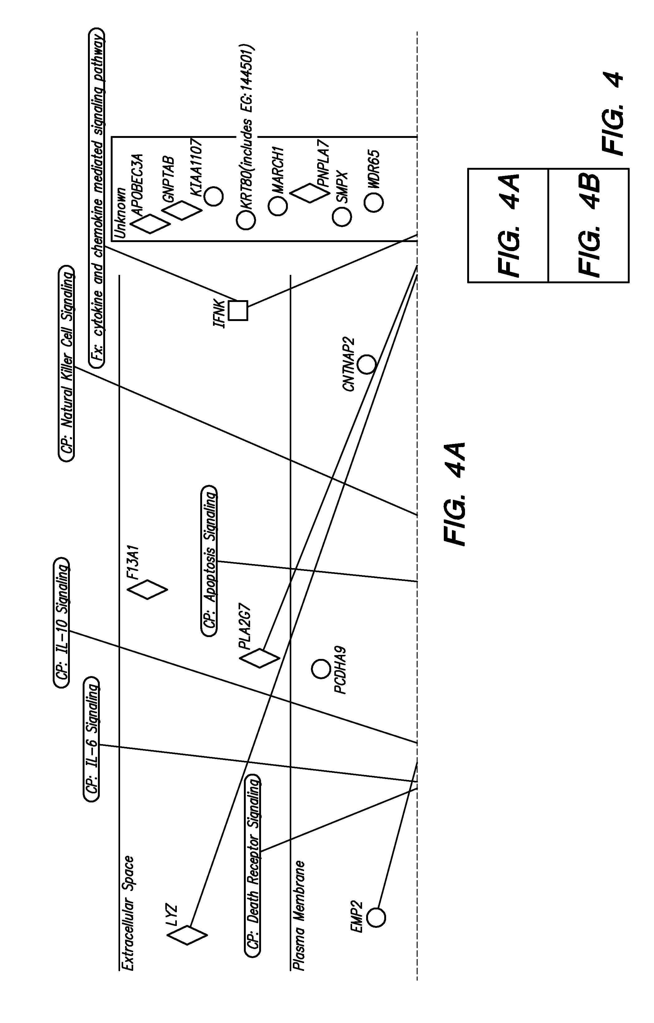 Methods and Compositions for Determining a Graft Tolerant Phenotype in a Subject