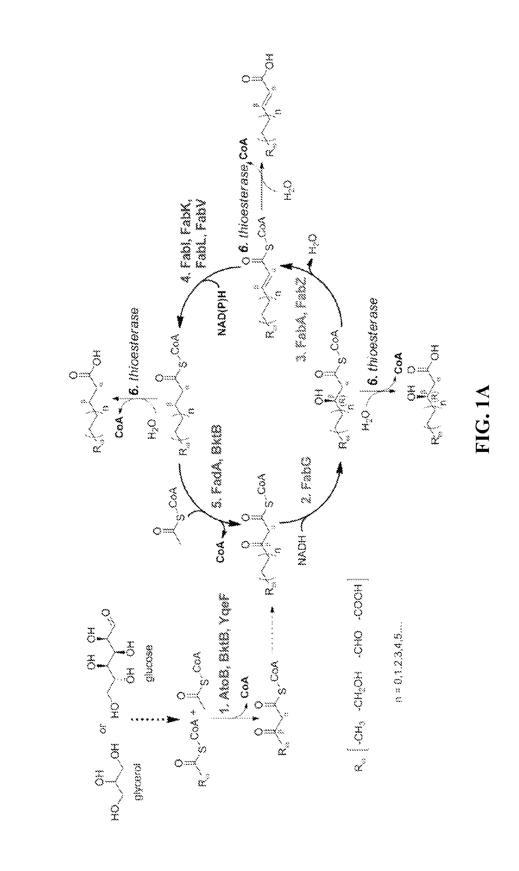 Type ii fatty acid synthesis enzymes in reverse ß-oxidation