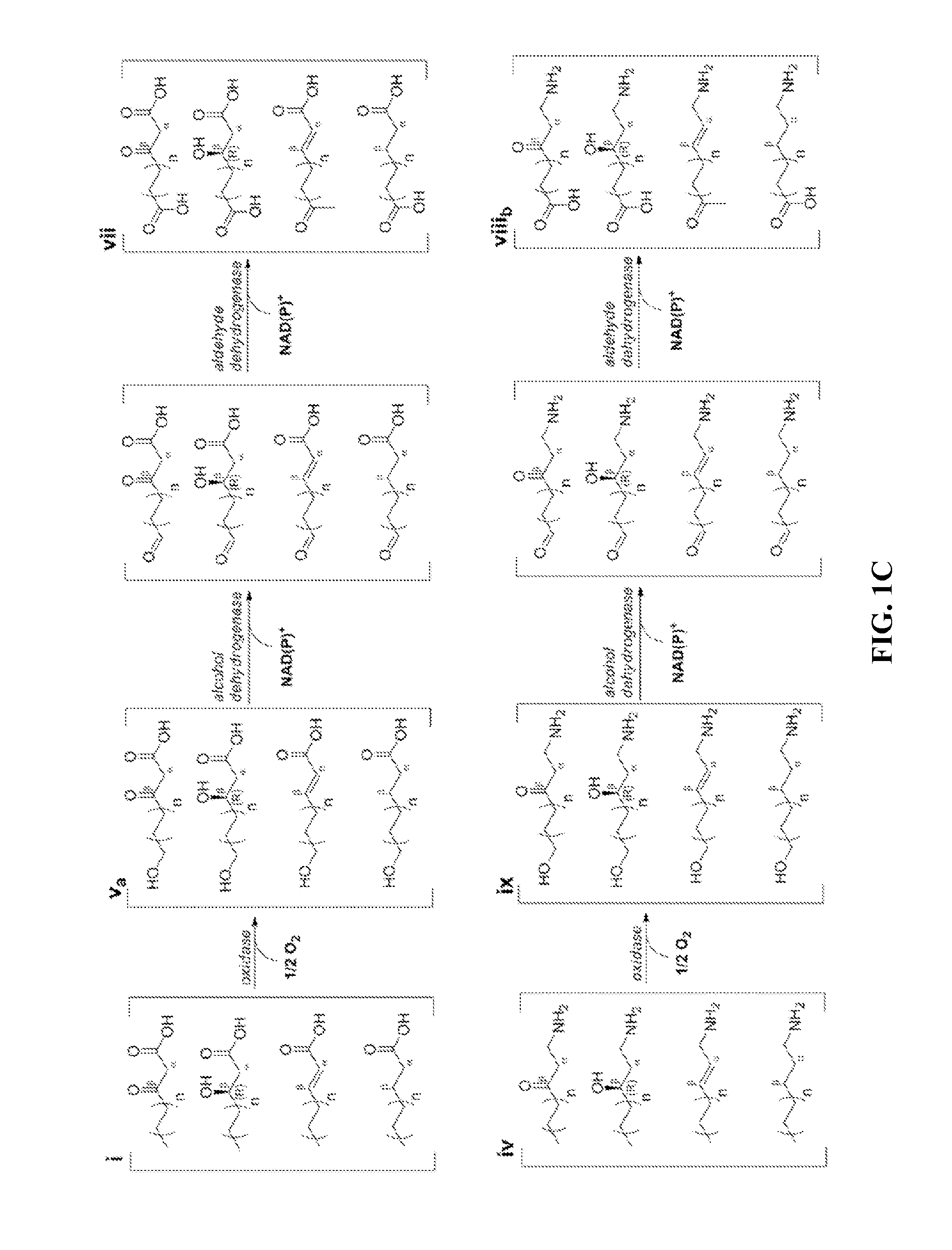 Type ii fatty acid synthesis enzymes in reverse ß-oxidation