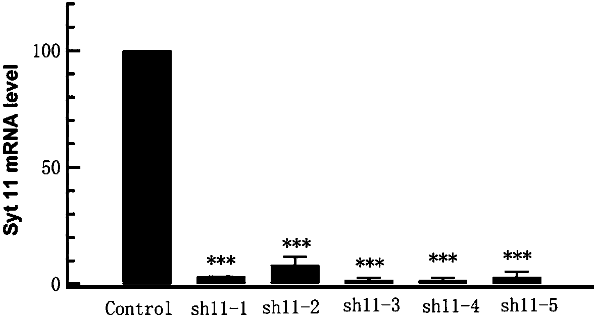 SiRNA targeting to synaptotagmin-11 (Syt11), expression vector, virions and pharmaceutical applications of SiRNA, expression vector and virions