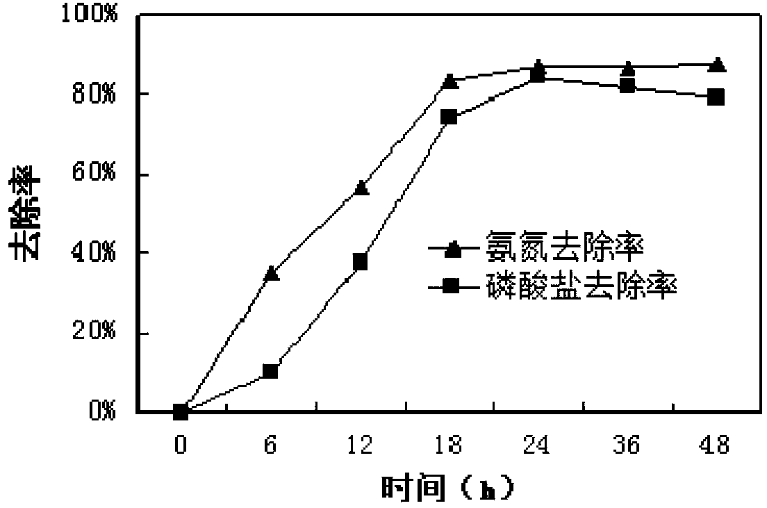 High-salt heterotrophic nitrification-aerobic denitrification dephosphorization brachybacterium and application of brachybacterium in wastewater treatment