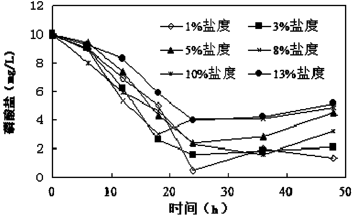 High-salt heterotrophic nitrification-aerobic denitrification dephosphorization brachybacterium and application of brachybacterium in wastewater treatment