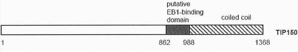 Microtubule-associated protein and coding genes and application thereof