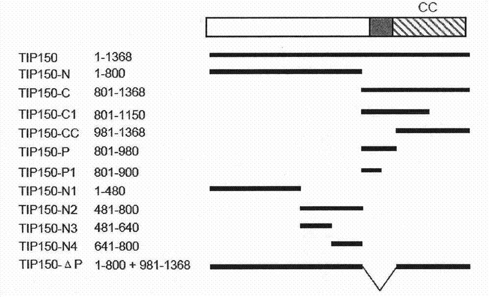 Microtubule-associated protein and coding genes and application thereof