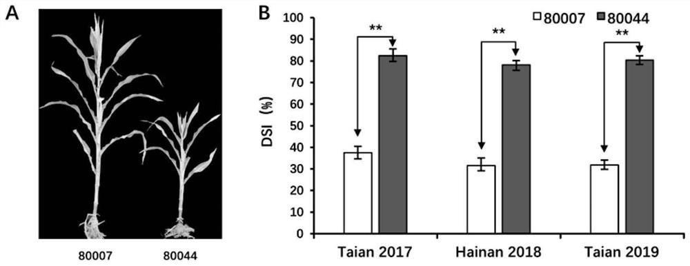 Linked Molecular Markers and Applications of Major QTLs for Resistance to Rough Dwarf Disease in Maize