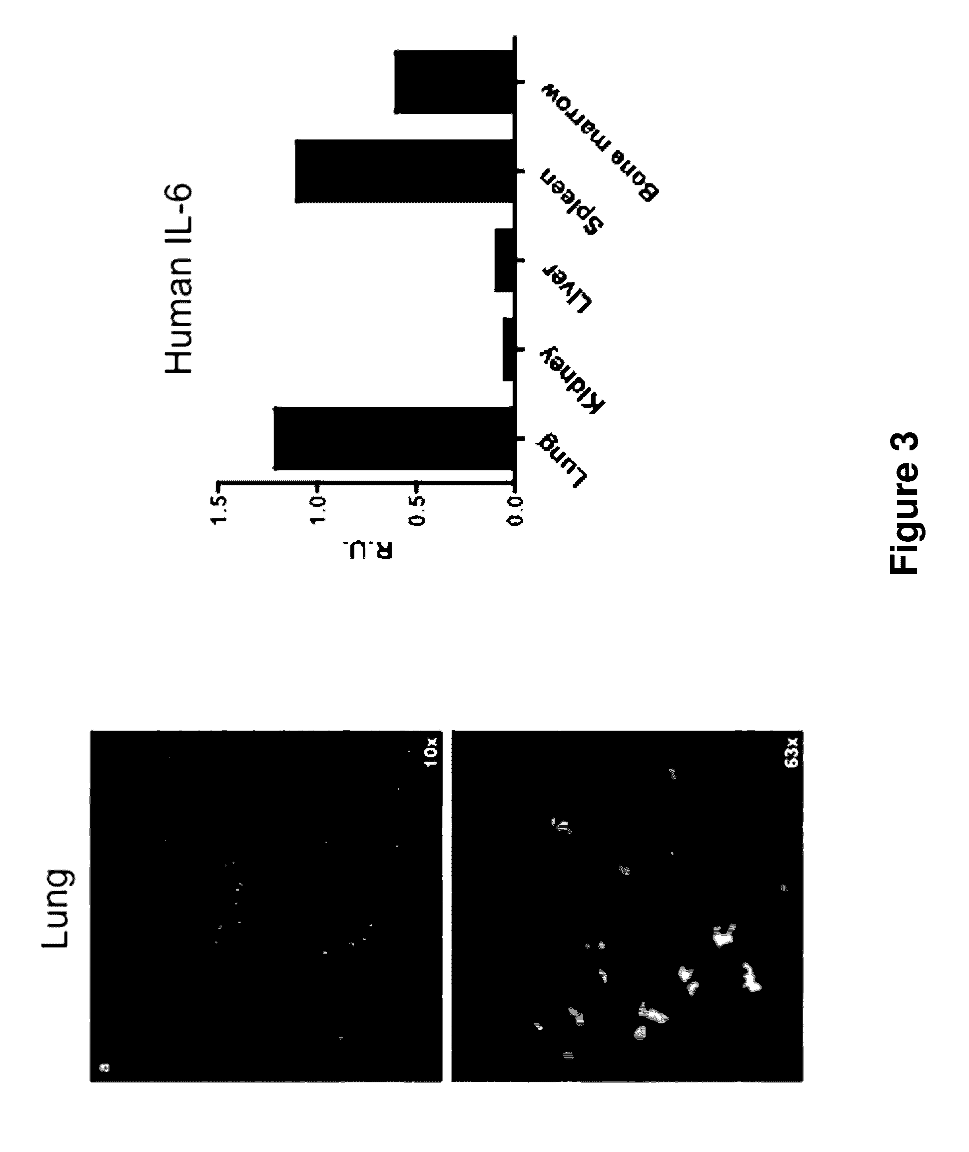 Genetically modified non-human animals and methods of use thereof