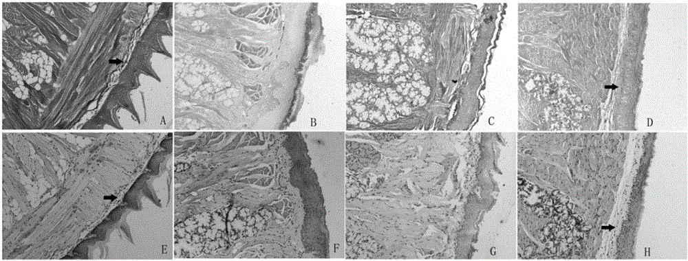 Construction method of oral submucous fibrosis mouse model