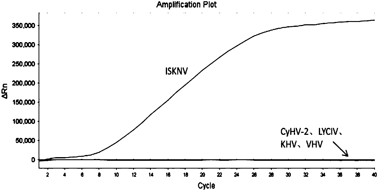 RAA constant-temperature fluorescence detection method and kit for infectious spleen and kidney necrosis virus (ISKNV) in mandarin fish