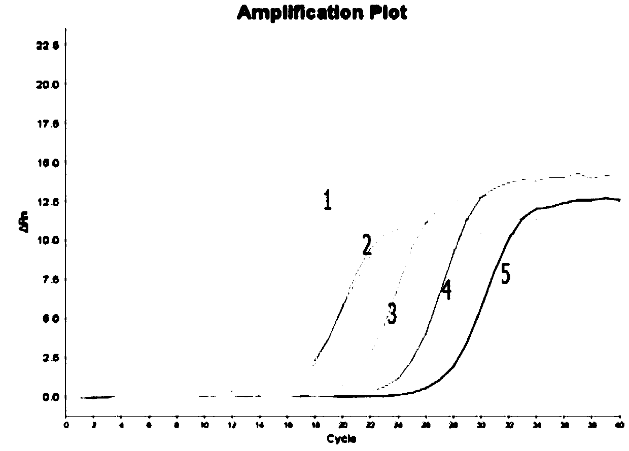 Nucleic acid releasing agent and HPV virus nucleic acid detection kit