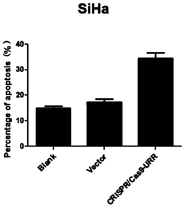 Plasmid, system and preparation for targeted knockout of human papilloma virus (HPV) URR (upstream regulatory region) genes and preparation method of plasmid, system and preparation