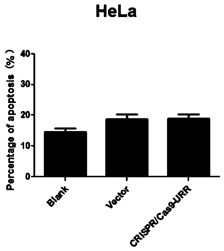 Plasmid, system and preparation for targeted knockout of human papilloma virus (HPV) URR (upstream regulatory region) genes and preparation method of plasmid, system and preparation