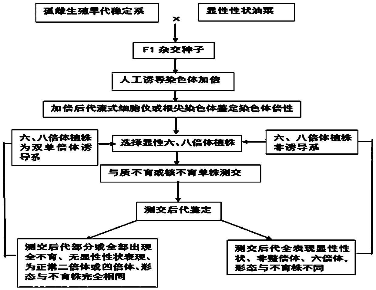 Method for Breeding Brassica napus Varieties and Rapeseed Rapeseed Double Haploid Inducer Lines