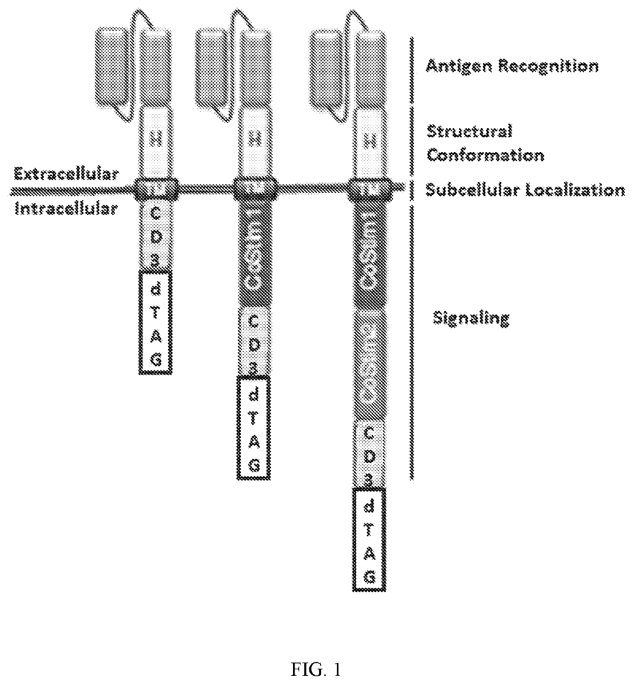 Regulating chimeric antigen receptors