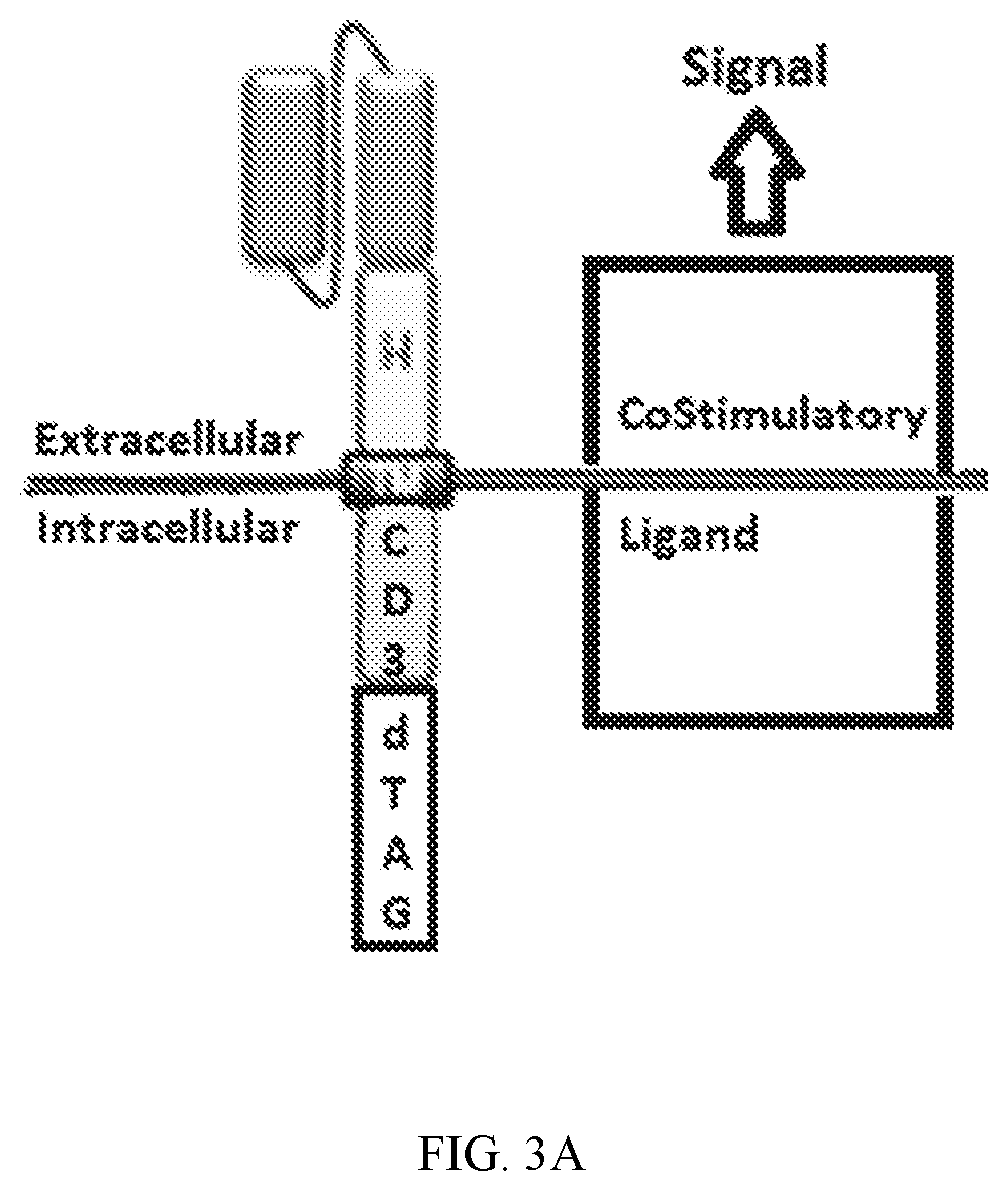 Regulating chimeric antigen receptors