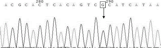 A kind of Leber hereditary optic neuropathy in vitro diagnostic kit