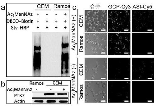 Protein glycosylation detection kit and detection method, and application