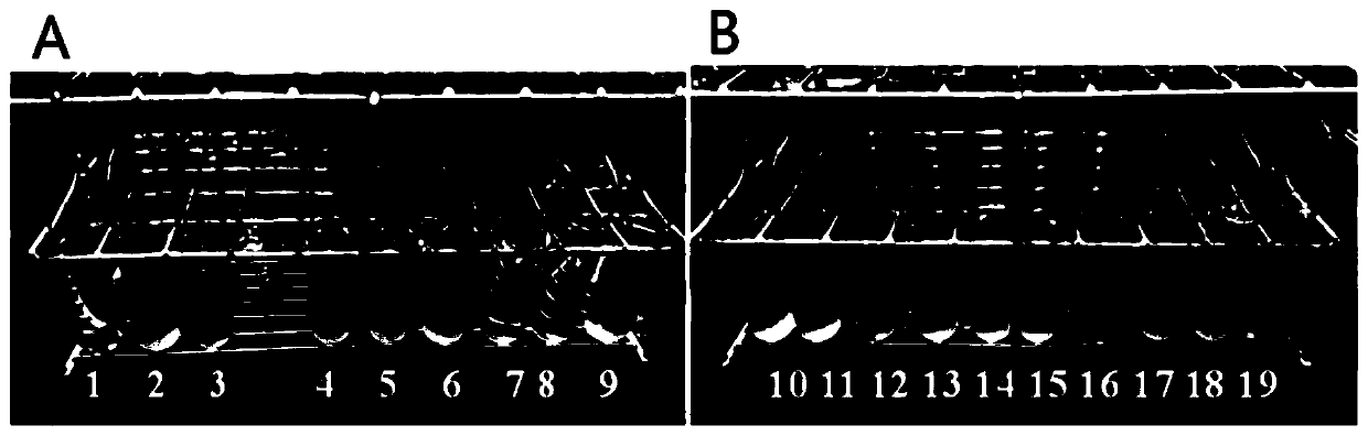 a vitamin b  <sub>12</sub> strains and applications