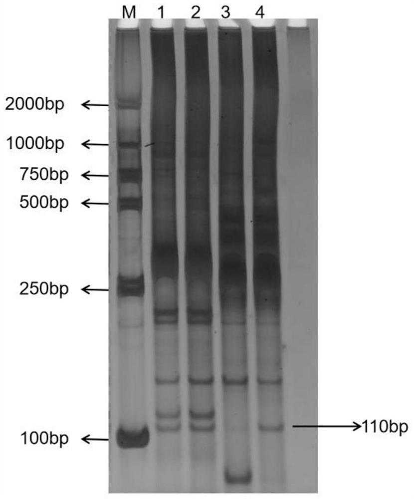 Method for breeding new red rice variety by using medicinal wild rice